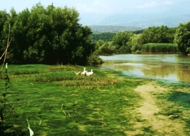 verde in campania